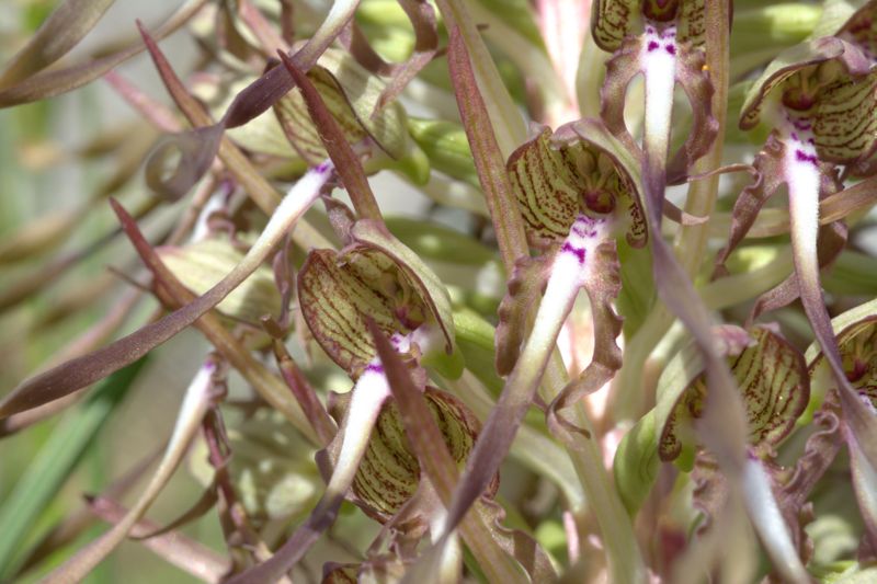 Himantoglossum hircinum