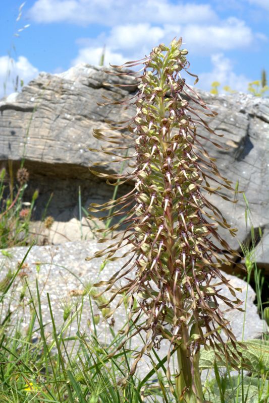 Himantoglossum hircinum