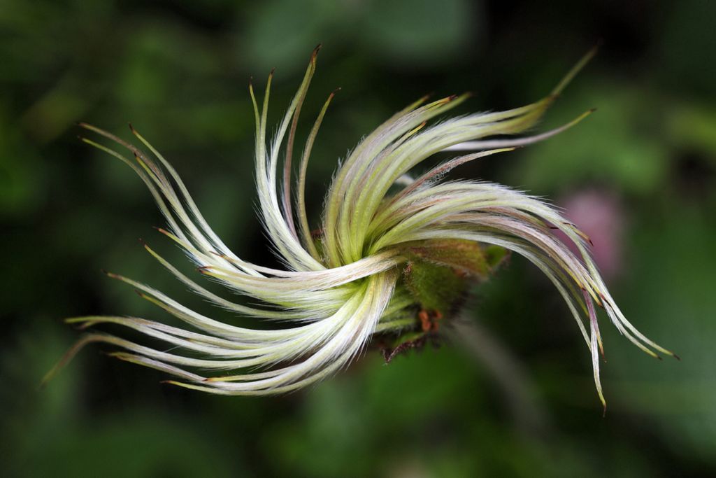 cfr. Dryas octopetala