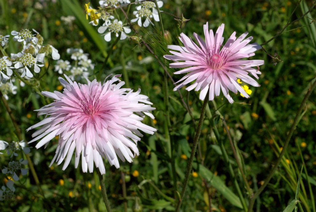 Crepis rubra / Radichella rosea