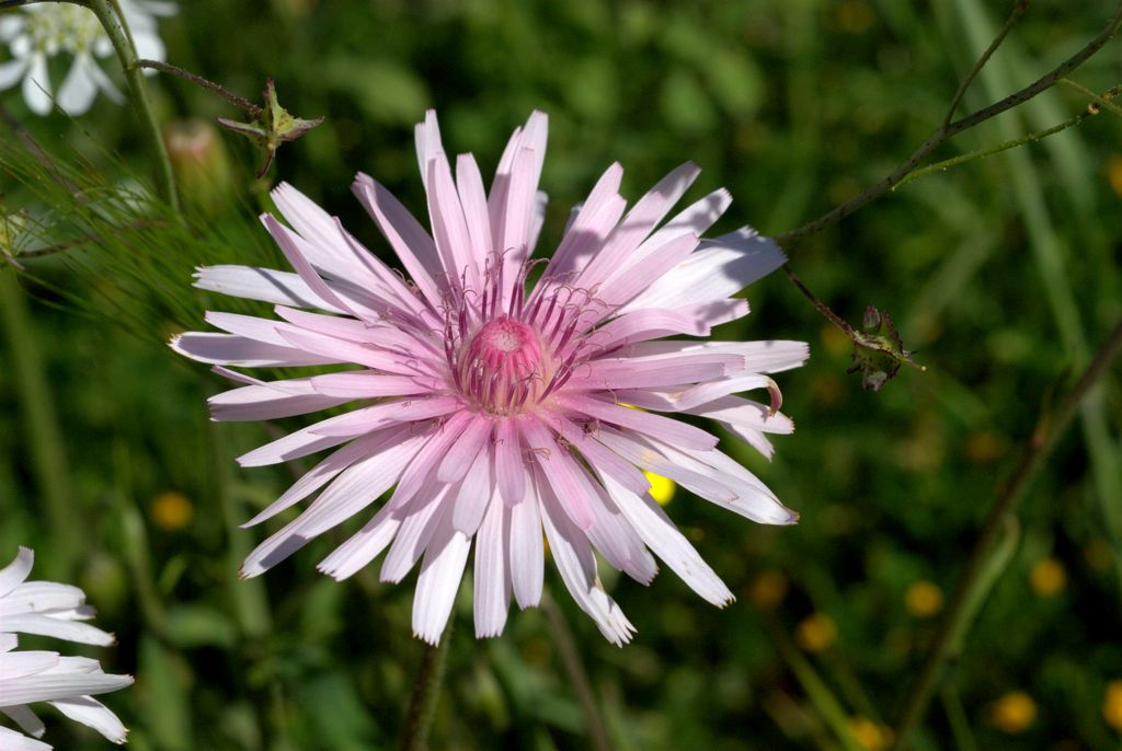 Crepis rubra / Radichella rosea