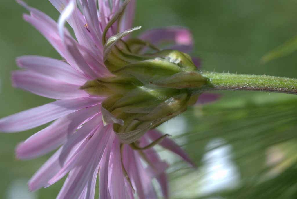 Crepis rubra / Radichella rosea