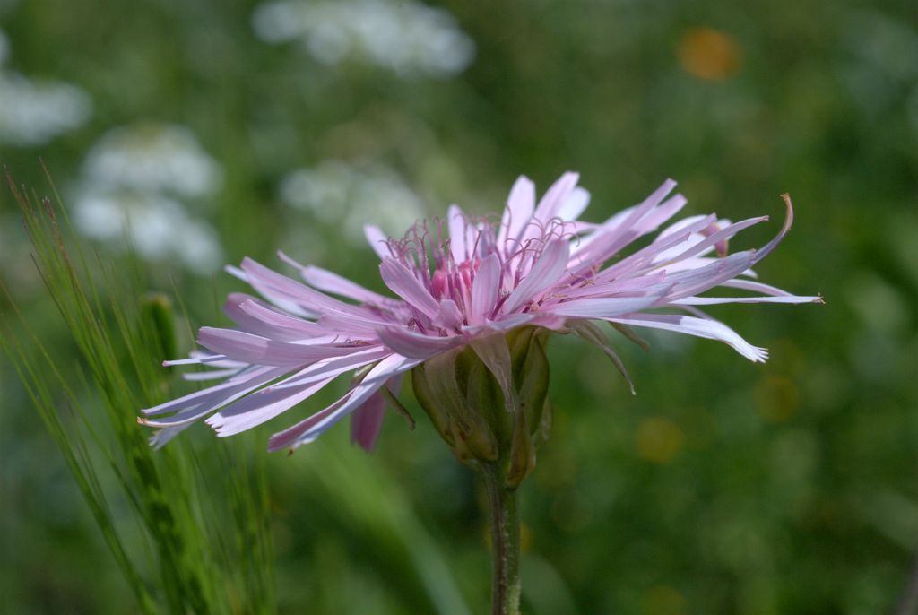 Crepis rubra / Radichella rosea