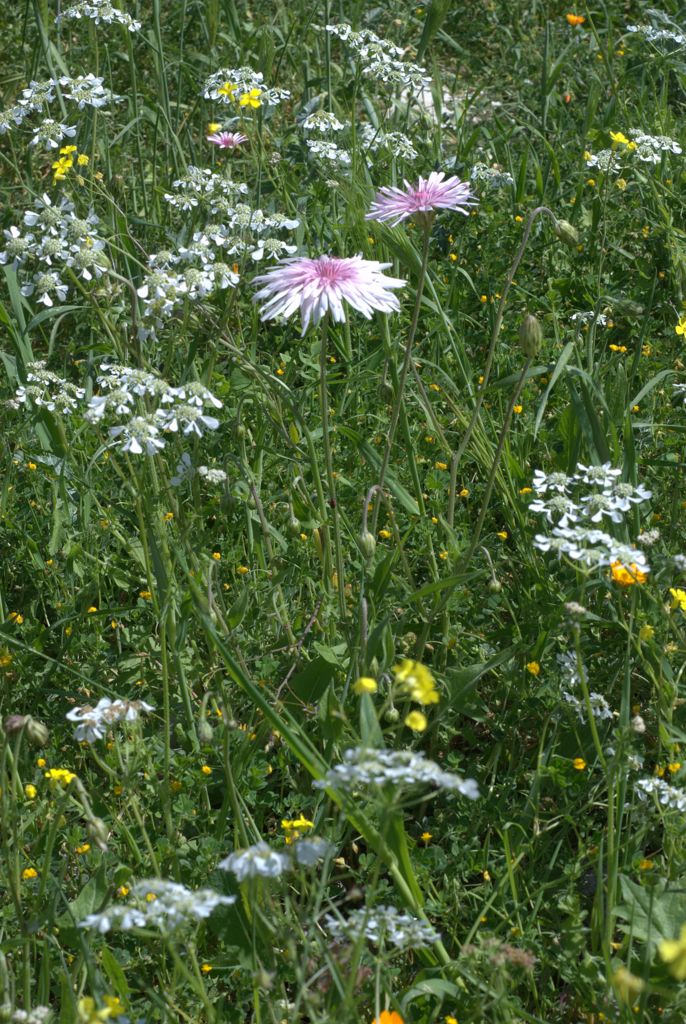 Crepis rubra / Radichella rosea