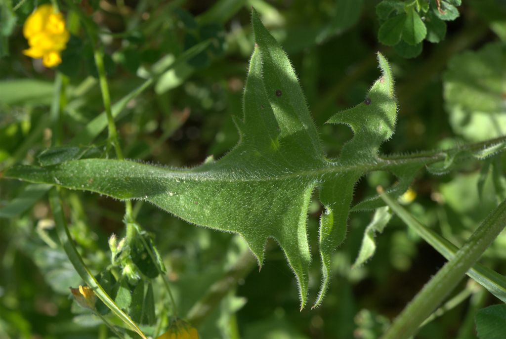 Crepis rubra / Radichella rosea