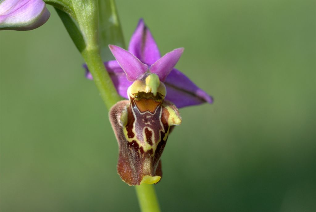 Ophrys apulica?