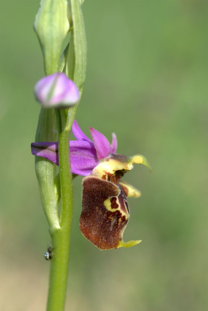 Ophrys apulica?