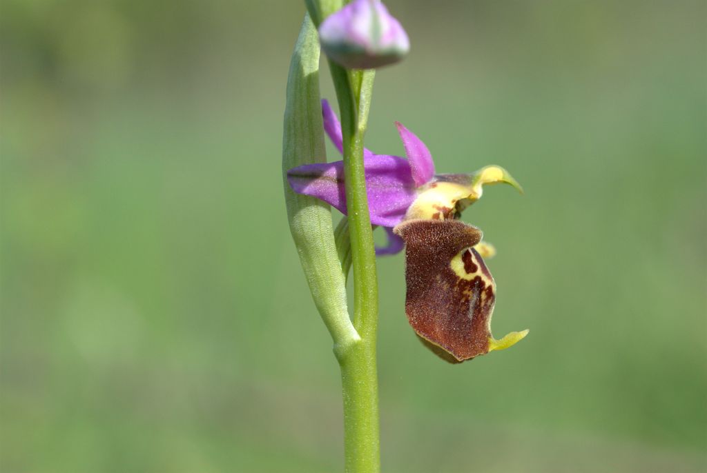 Ophrys apulica?