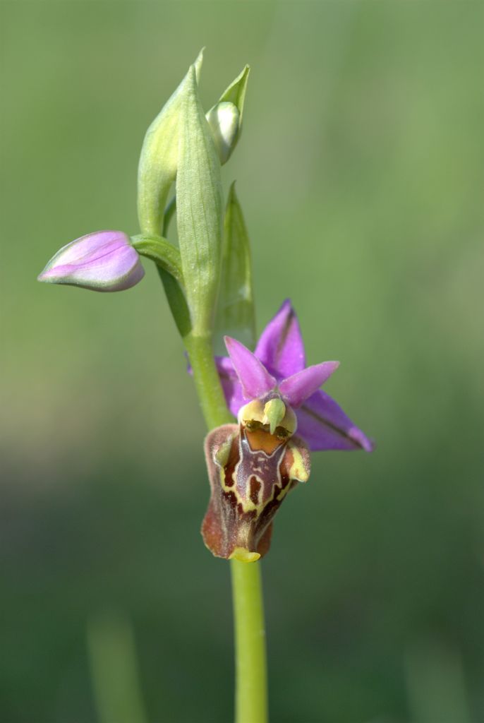 Ophrys apulica?