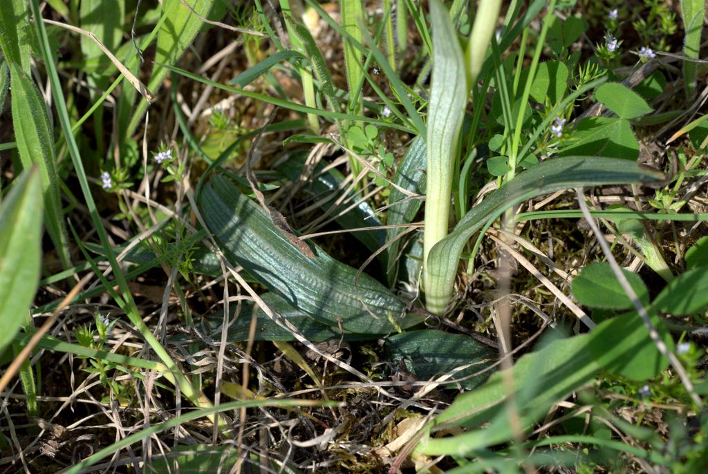 Ophrys apulica?