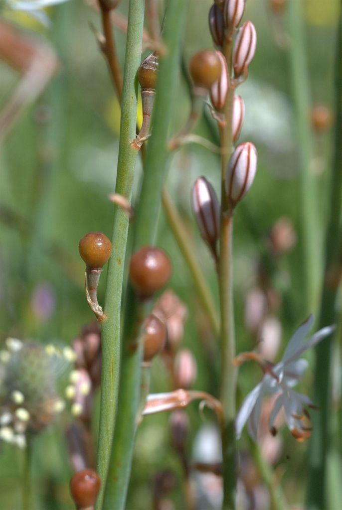 Asphodelus fistulosus