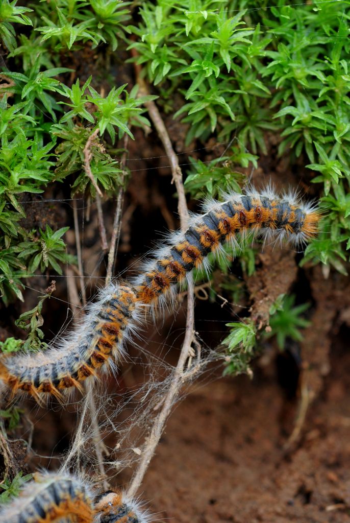 Thaumetopoea pityocampa?