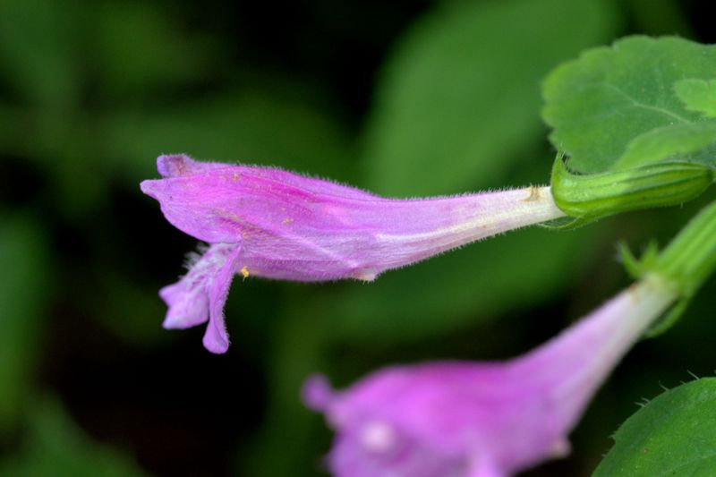Clinopodium grandiflorum (= Calamintha grandiflora)  / Mentuccia a fiori grandi