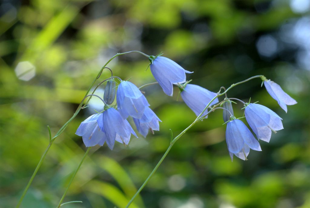 Campanula cochleariifolia / Campanula a foglie di coclearia