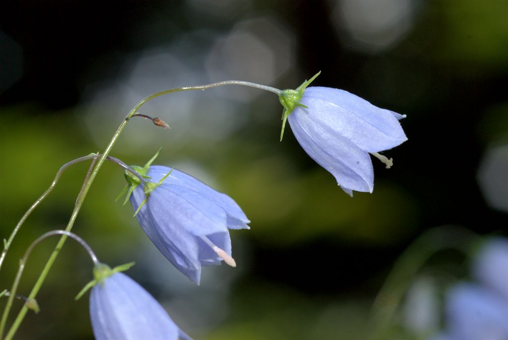 Campanula cochleariifolia / Campanula a foglie di coclearia