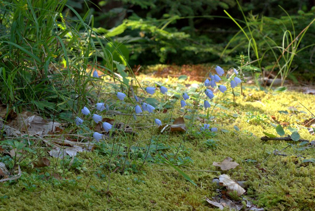 Campanula cochleariifolia / Campanula a foglie di coclearia