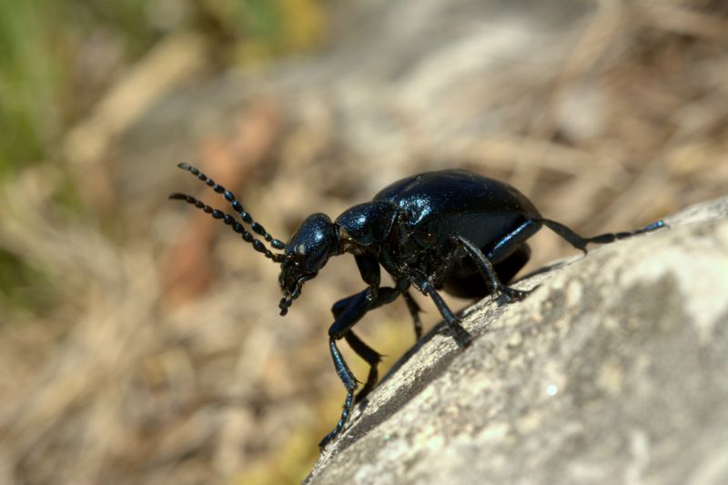 Meloidae: Meloe violaceus