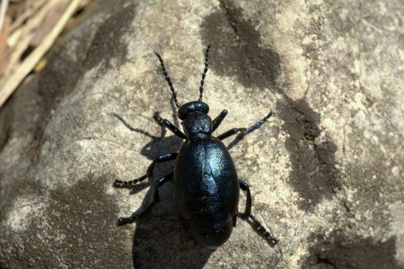 Meloidae: Meloe violaceus