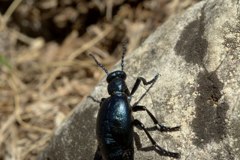 Meloidae: Meloe violaceus