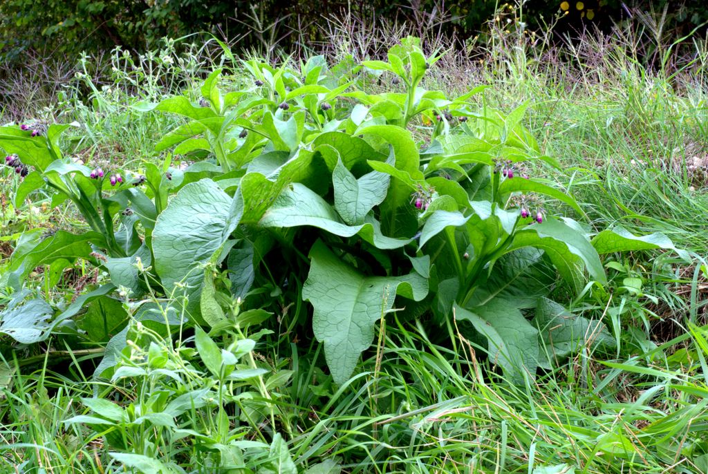 Symphytum officinale / Consolida maggiore