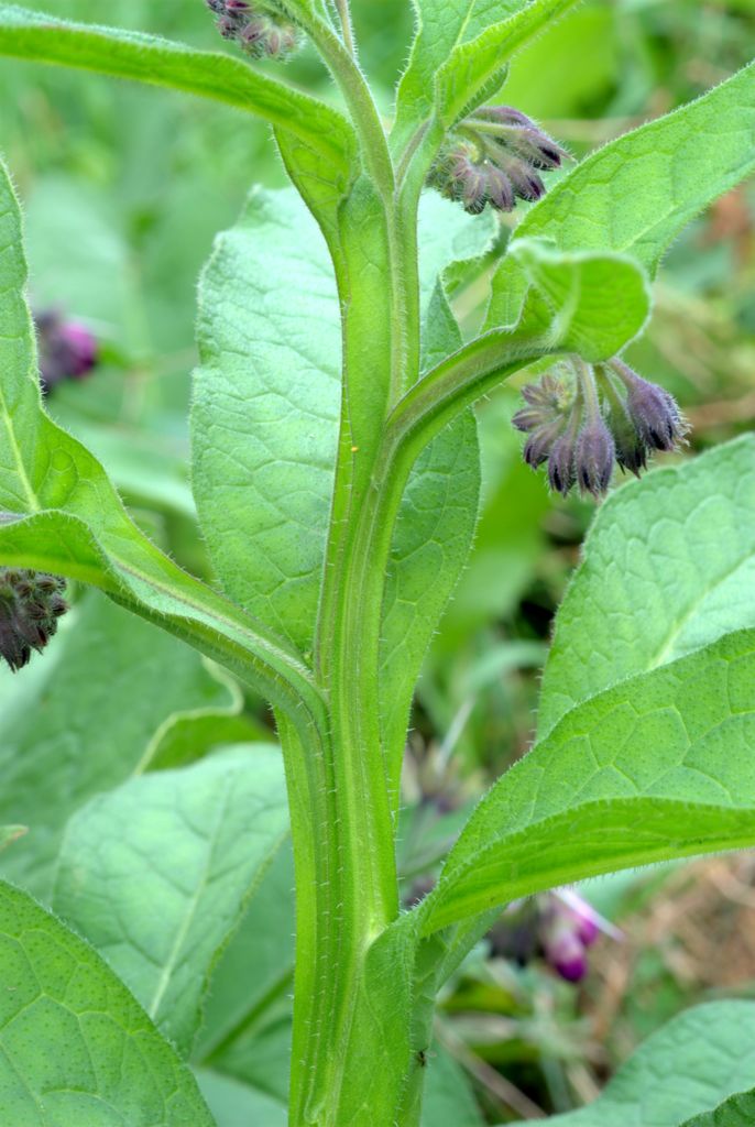 Symphytum officinale / Consolida maggiore