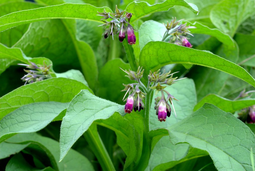 Symphytum officinale / Consolida maggiore