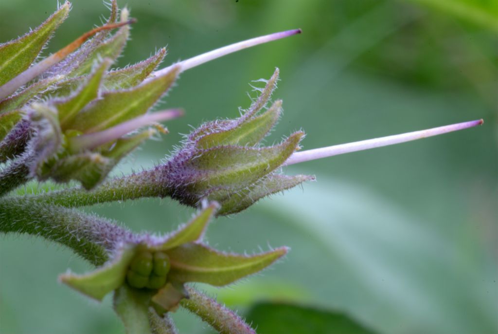 Symphytum officinale / Consolida maggiore