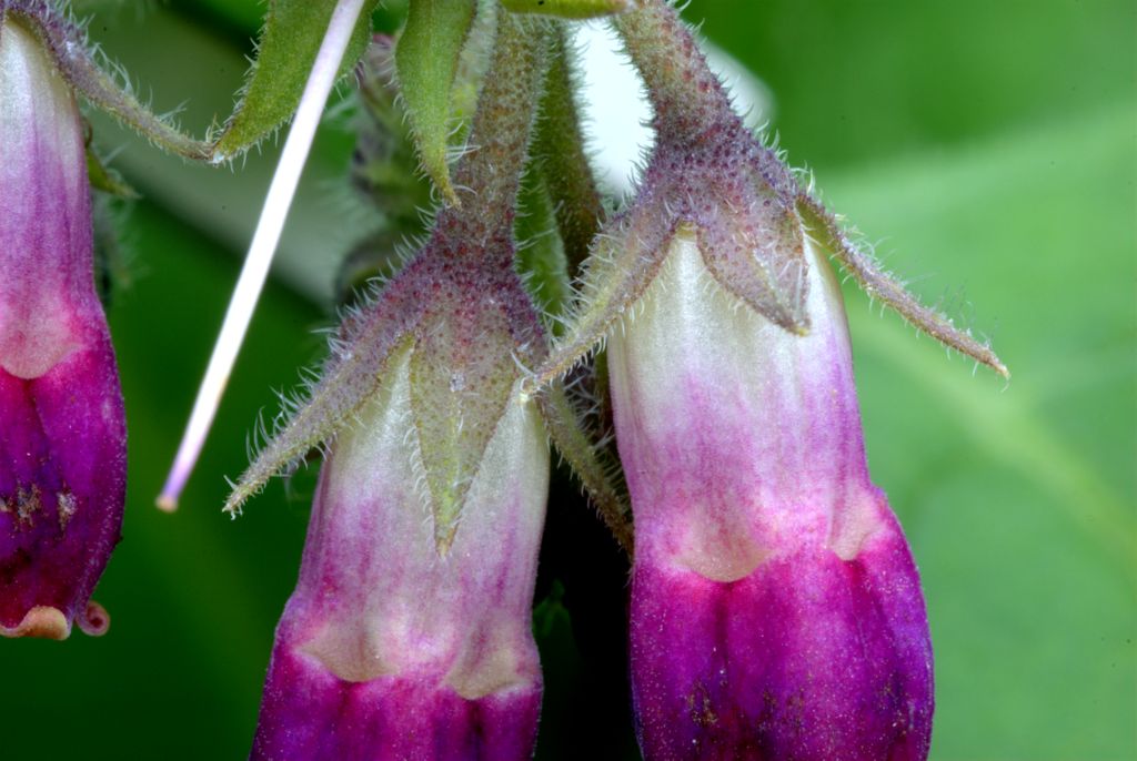 Symphytum officinale / Consolida maggiore