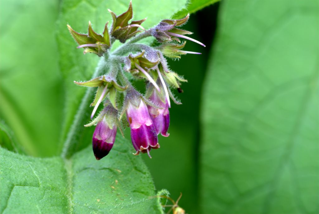 Symphytum officinale / Consolida maggiore