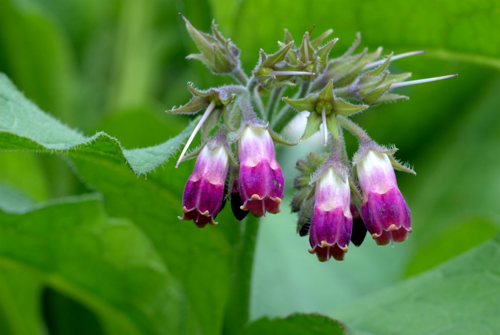 Symphytum officinale / Consolida maggiore