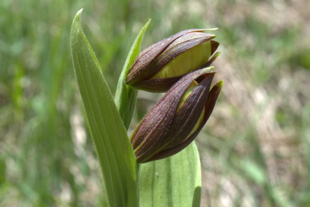 Cypripedium calceolus