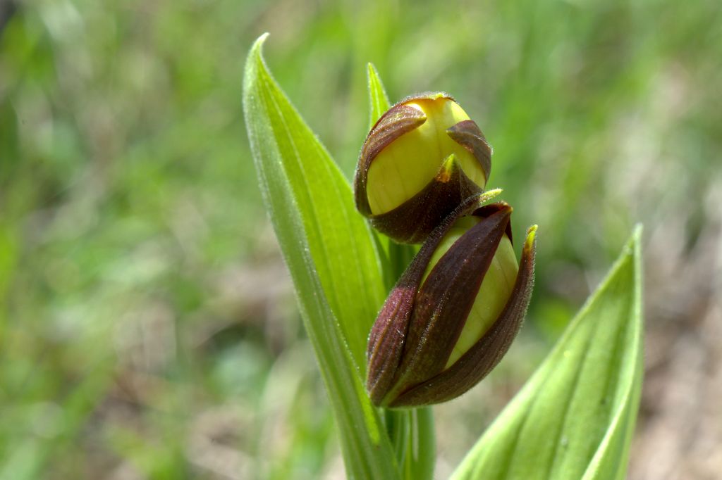 Cypripedium calceolus