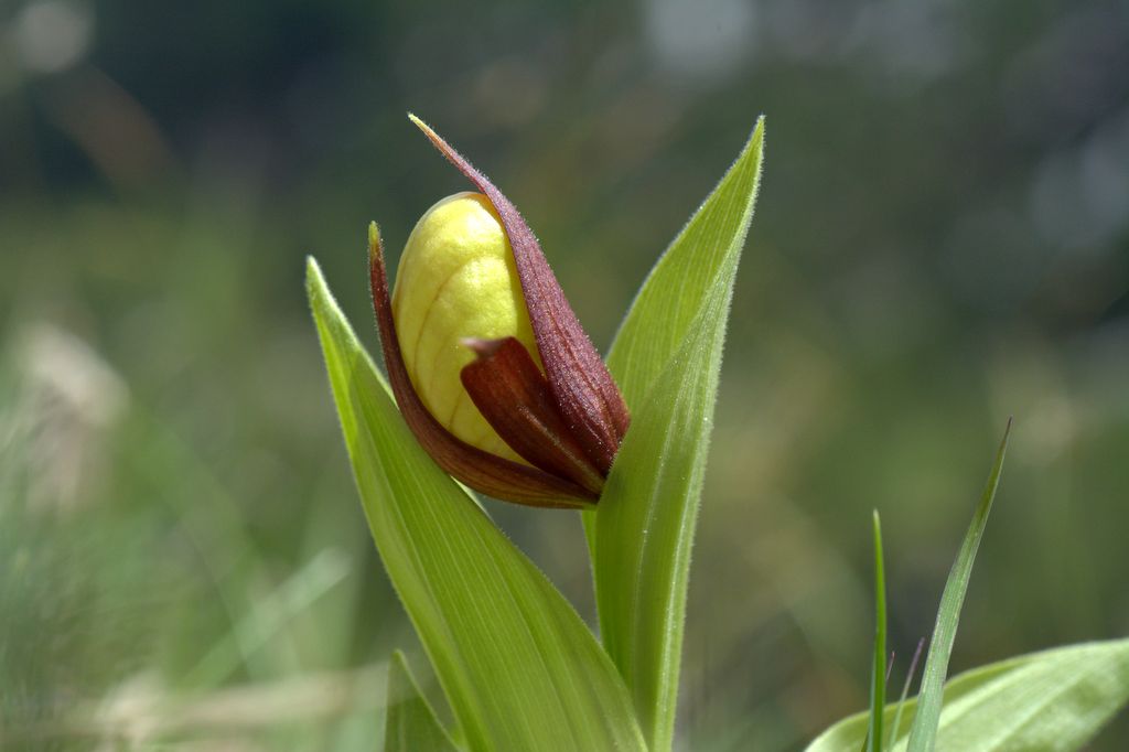 Cypripedium calceolus