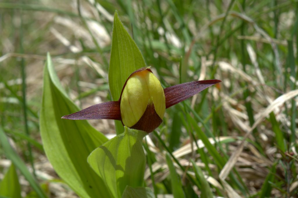 Cypripedium calceolus