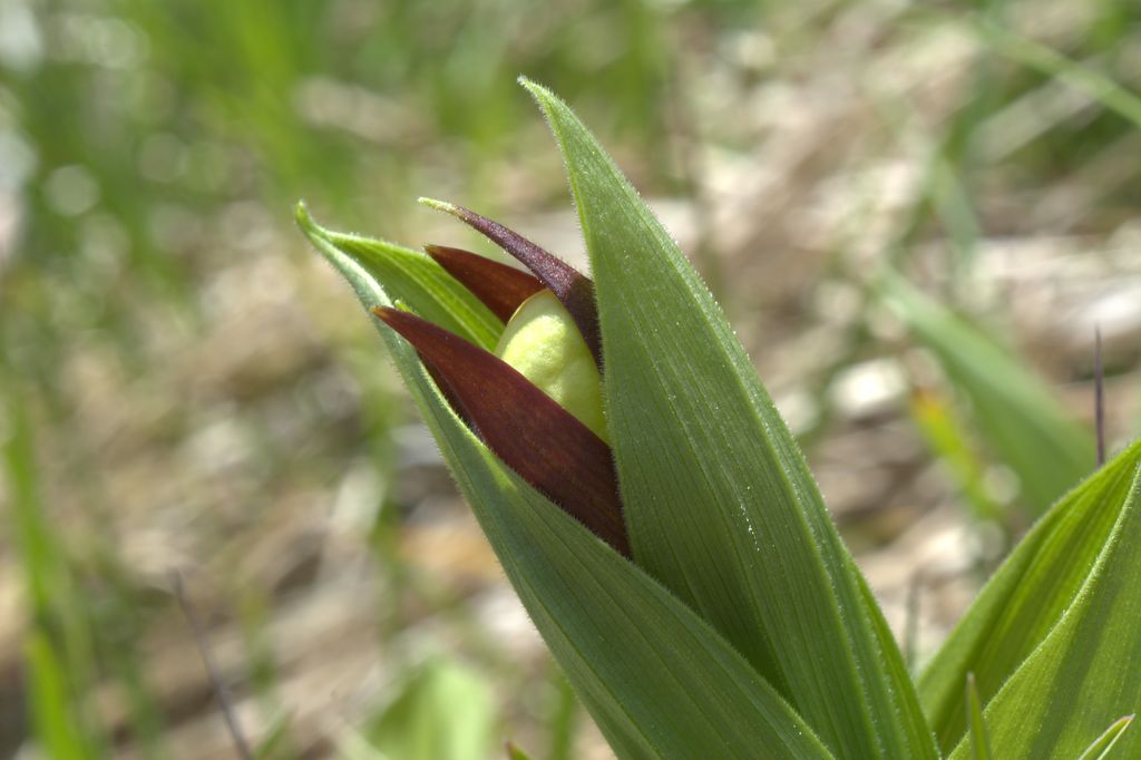 Cypripedium calceolus