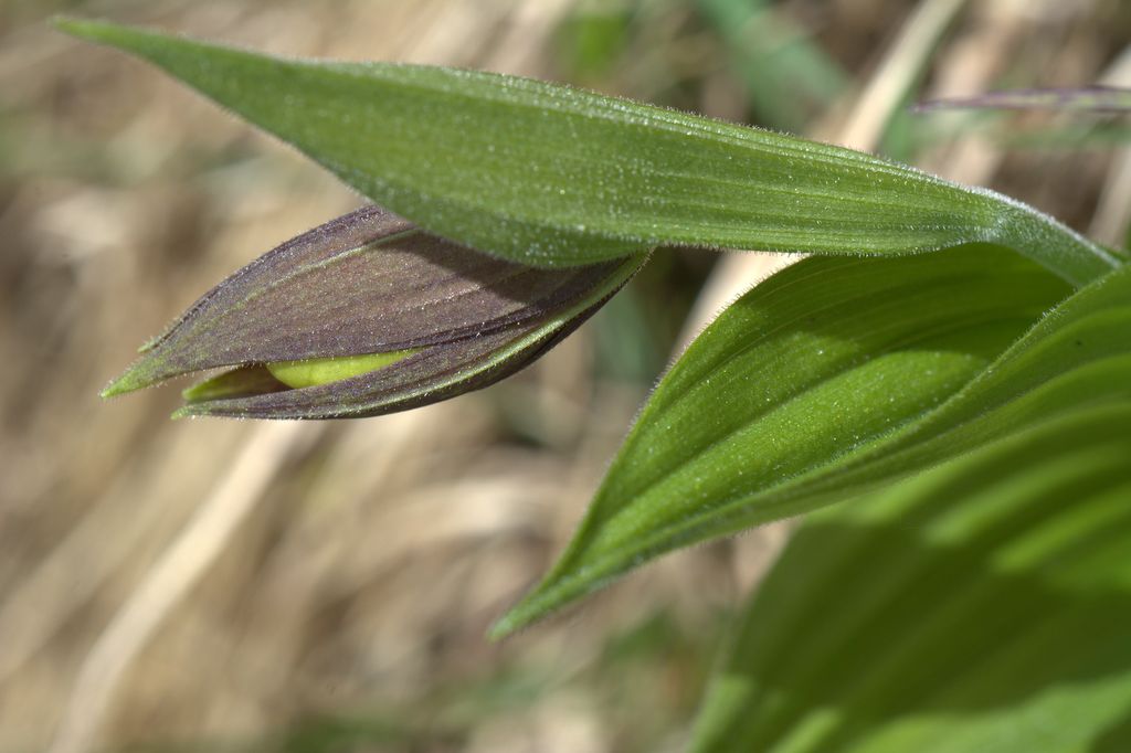 Cypripedium calceolus