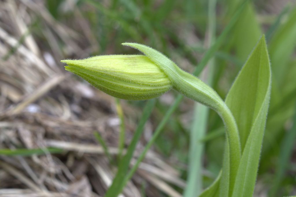 Cypripedium calceolus