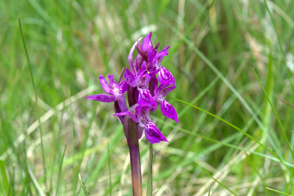 Dactylorhiza majalis e D.sambucina?