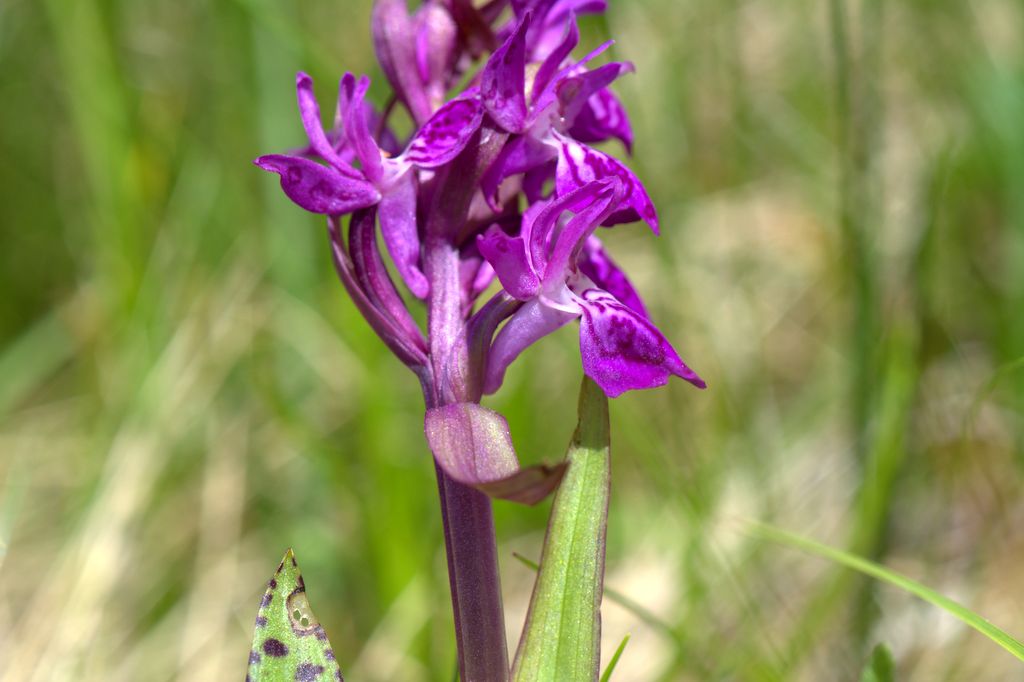 Dactylorhiza majalis e D.sambucina?