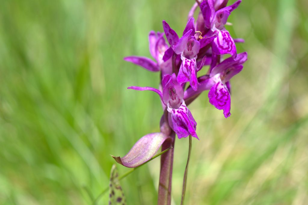 Dactylorhiza majalis e D.sambucina?