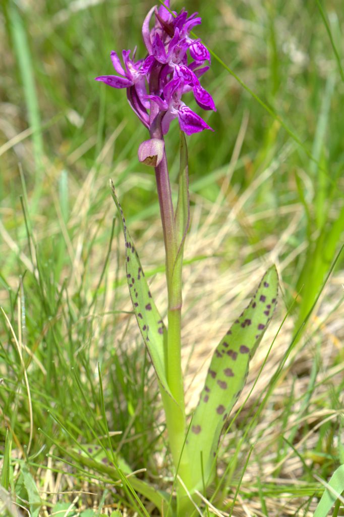 Dactylorhiza majalis e D.sambucina?