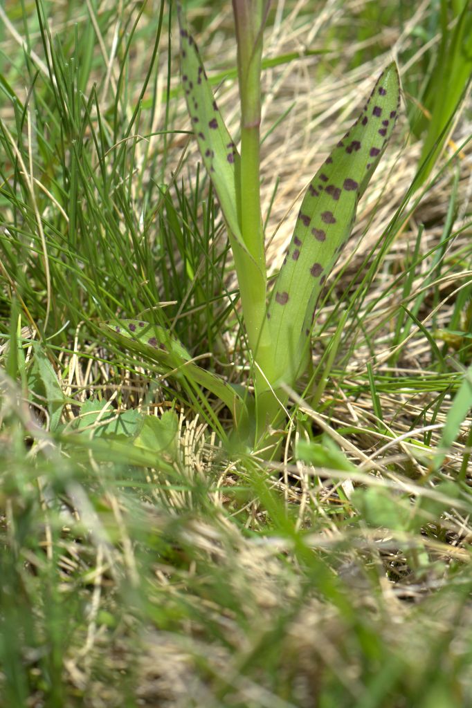 Dactylorhiza majalis e D.sambucina?