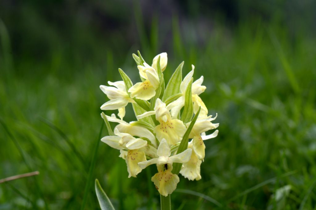 Dactylorhiza majalis e D.sambucina?