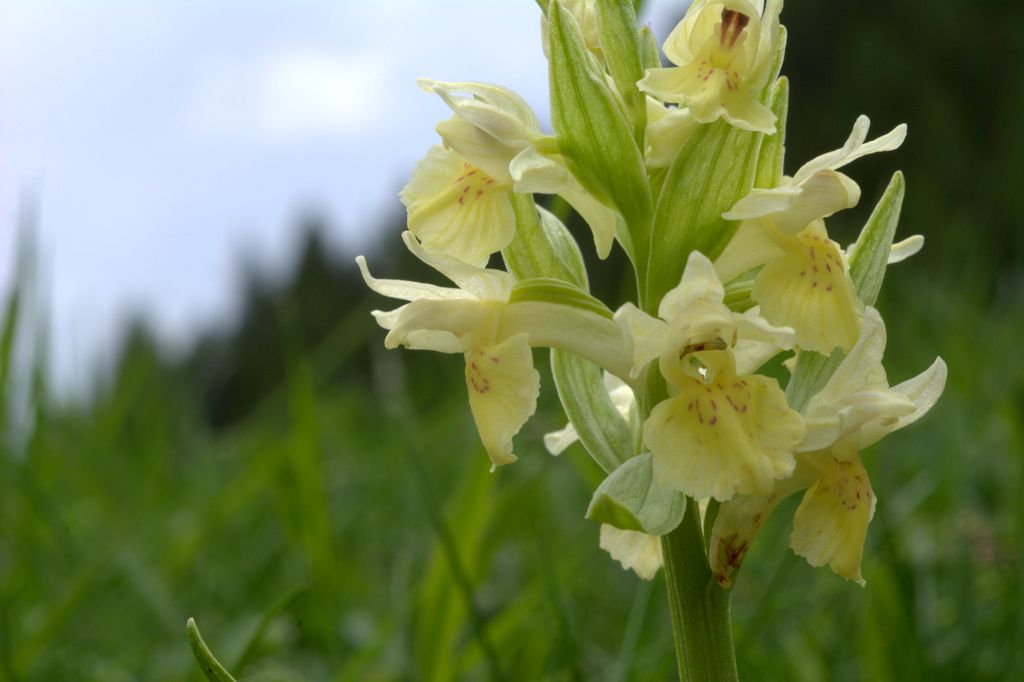 Dactylorhiza majalis e D.sambucina?