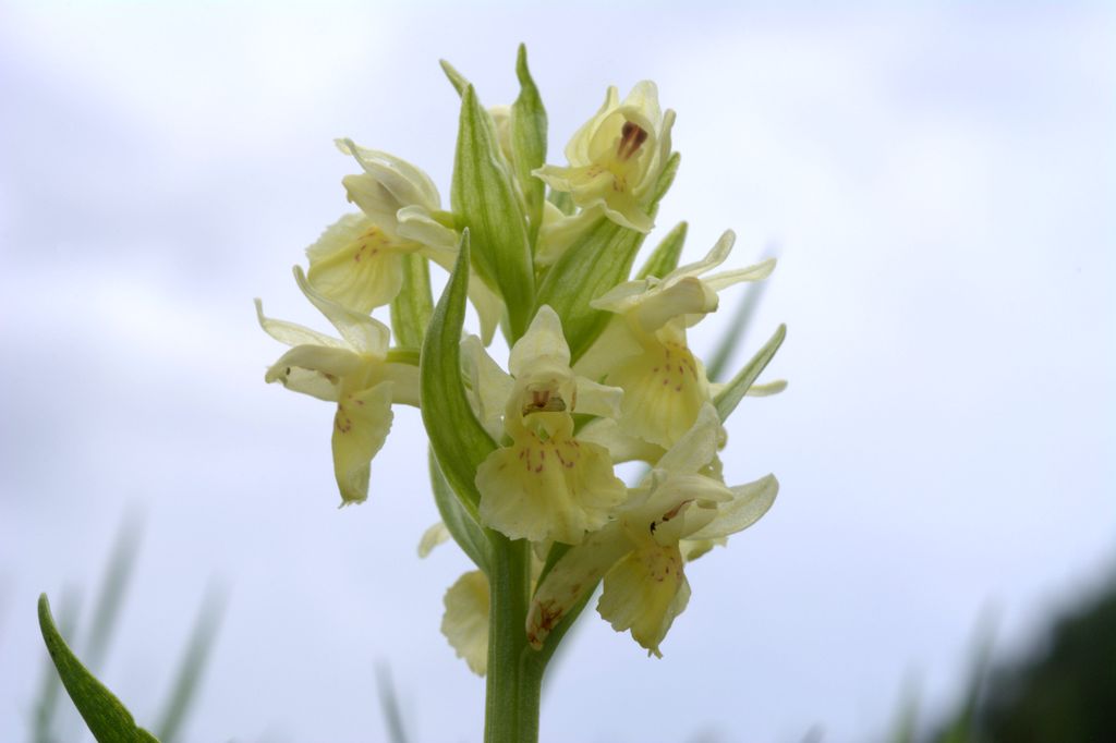 Dactylorhiza majalis e D.sambucina?