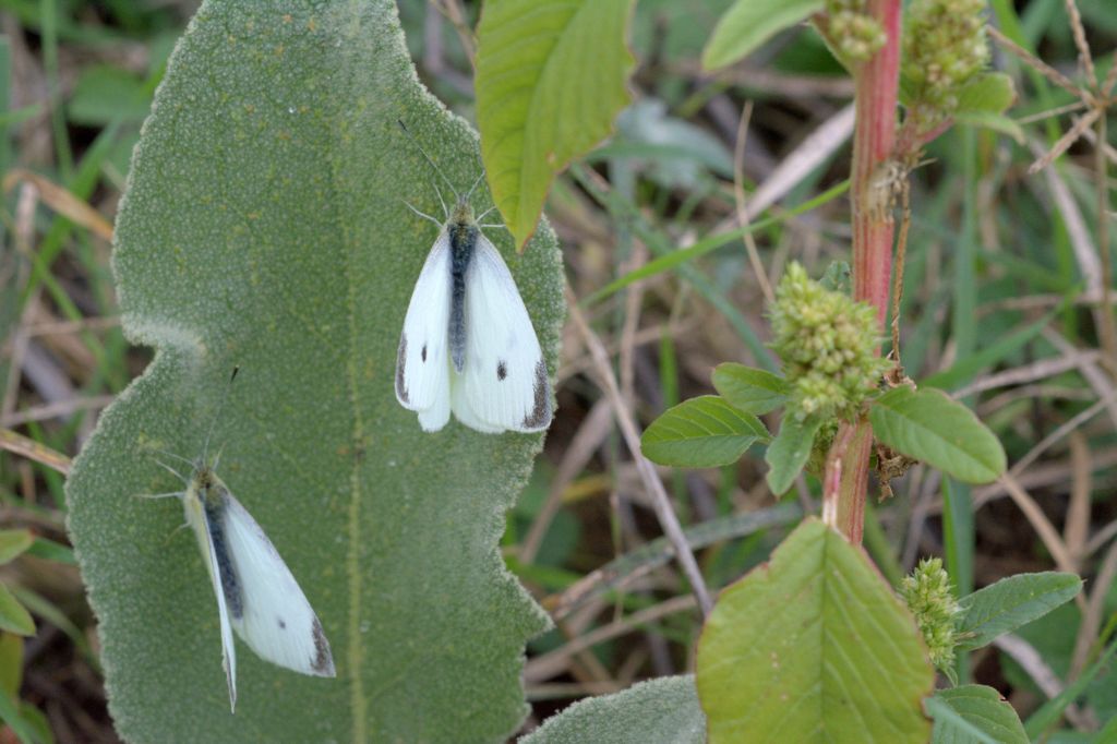 Pieris rapae? - S