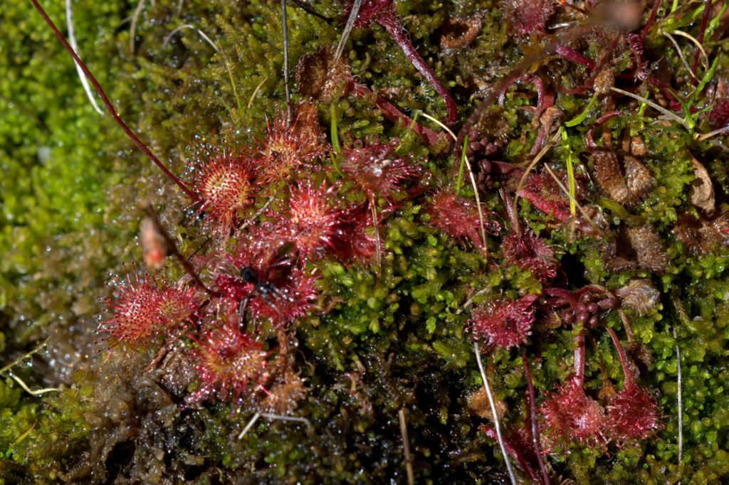 Drosera rotundifolia