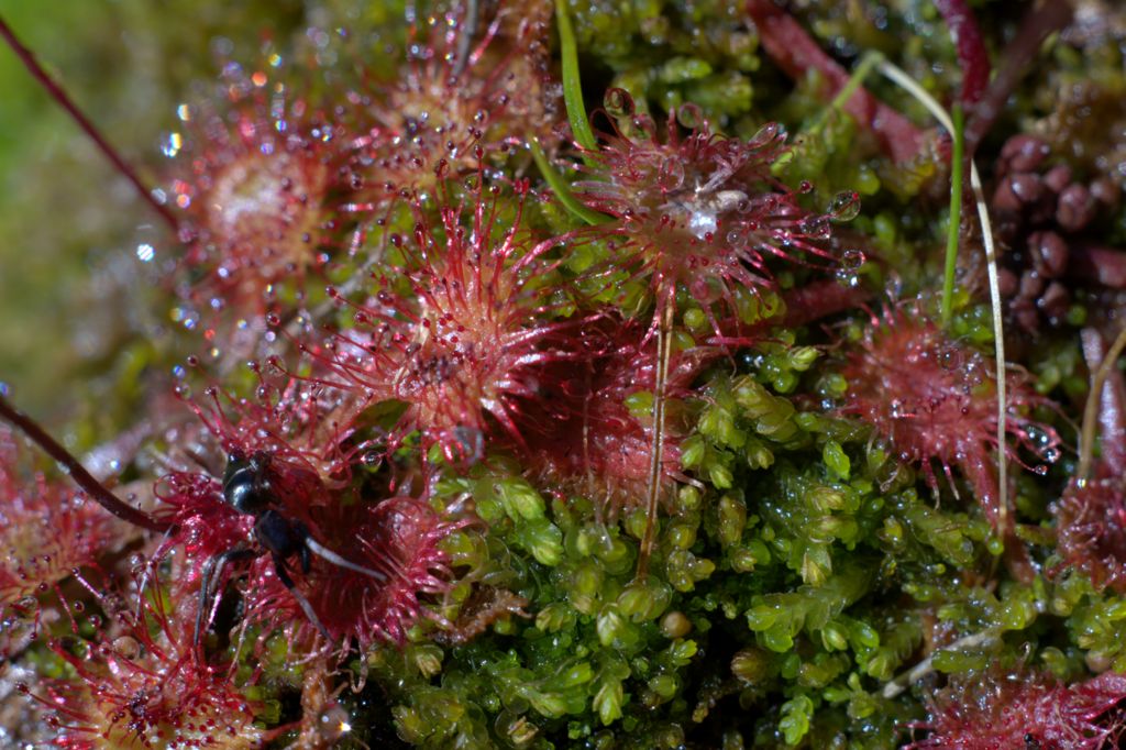 Drosera rotundifolia