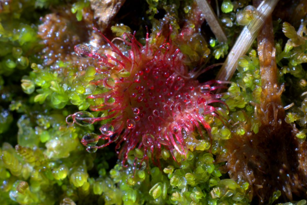 Drosera rotundifolia