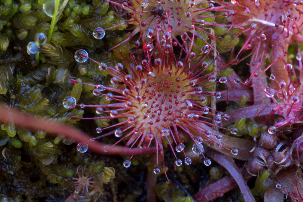 Drosera rotundifolia